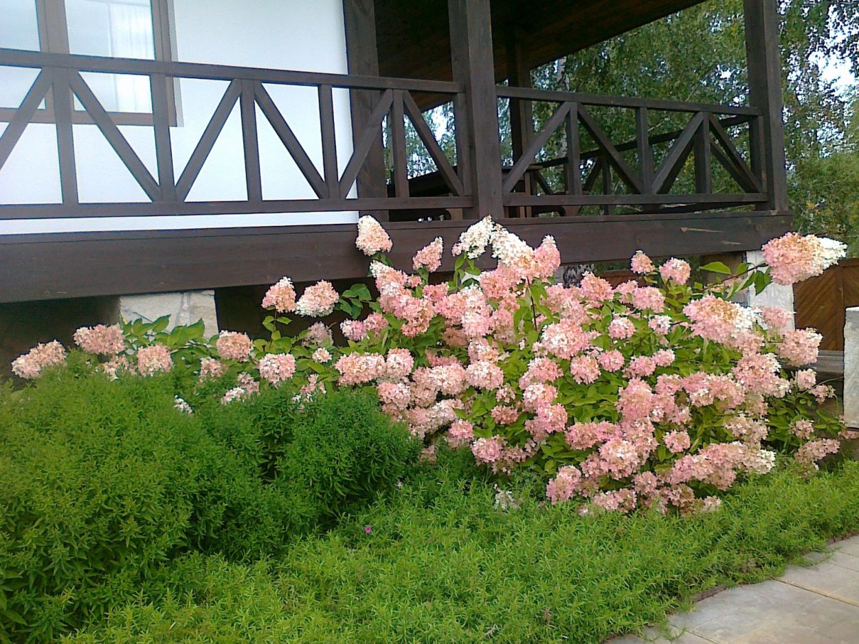 Гортензия метельчатая и пионы