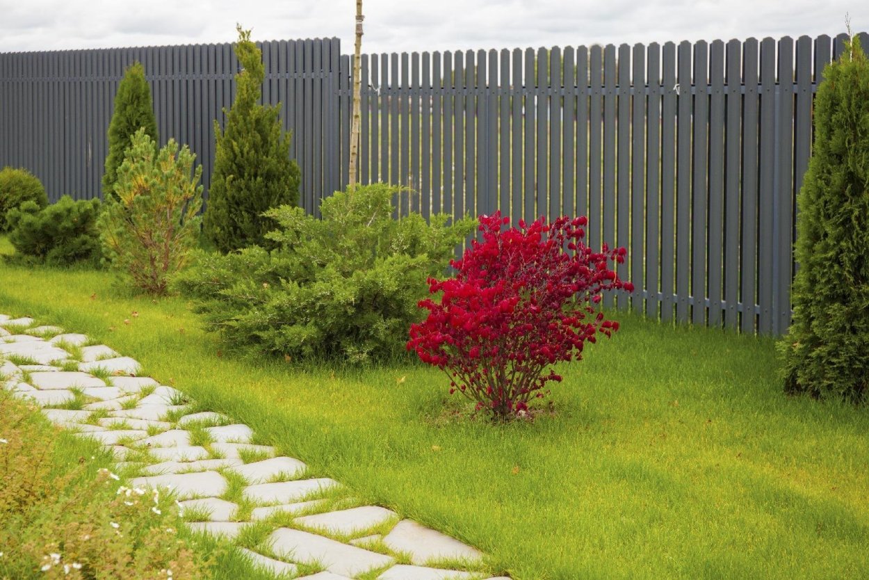 Бересклет изгородь