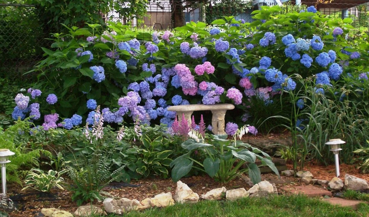 Гортензия Дачная