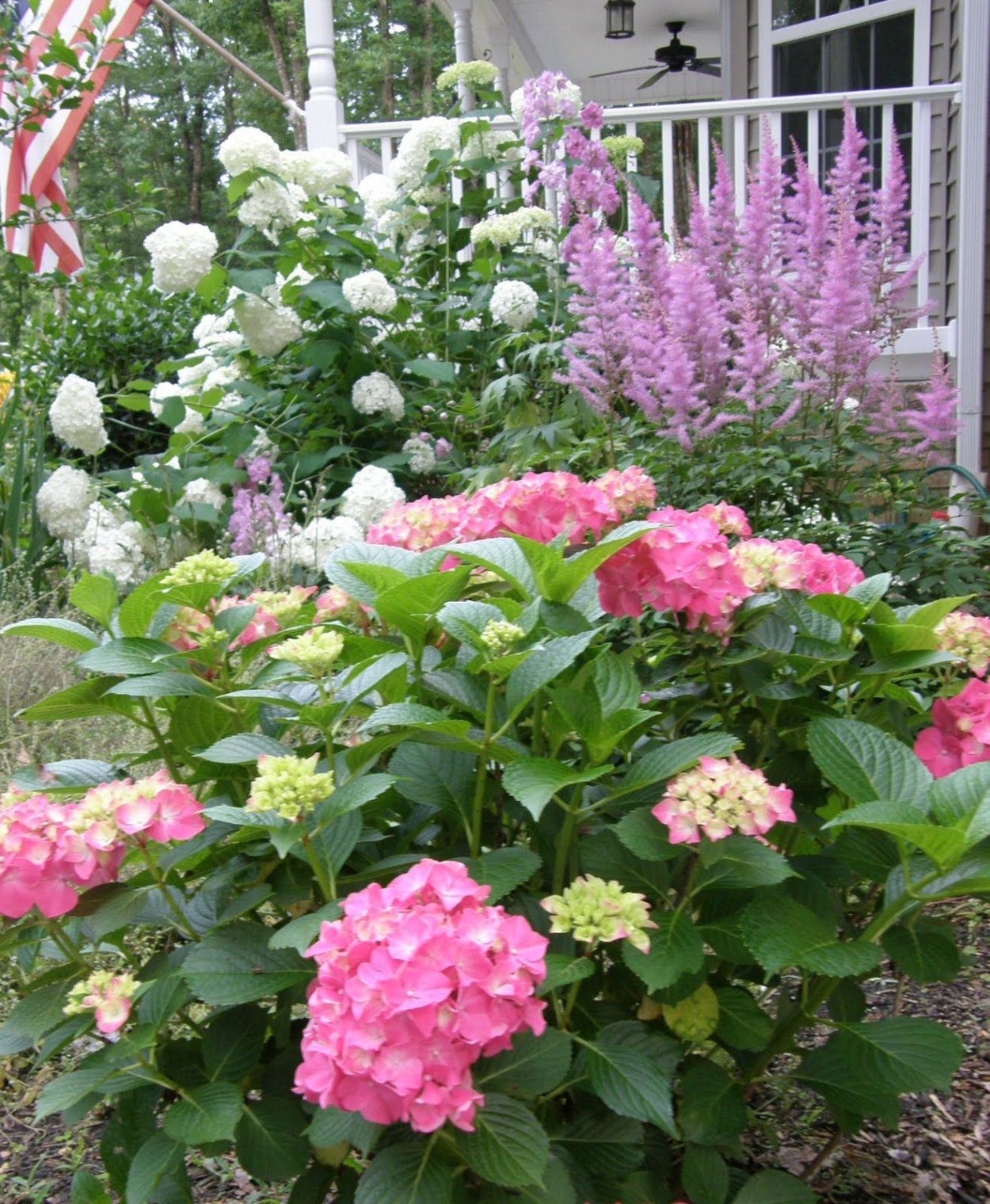 Гортензия и Флоксы