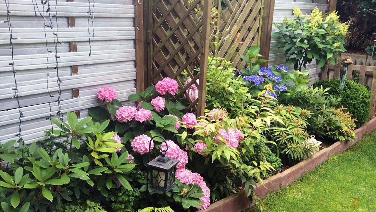 Цветники и клумбы из гортензий и пионов