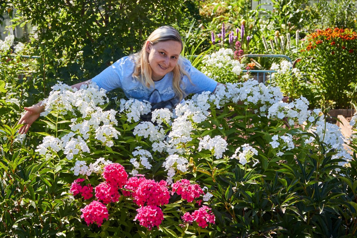 Флоксы роза спирея