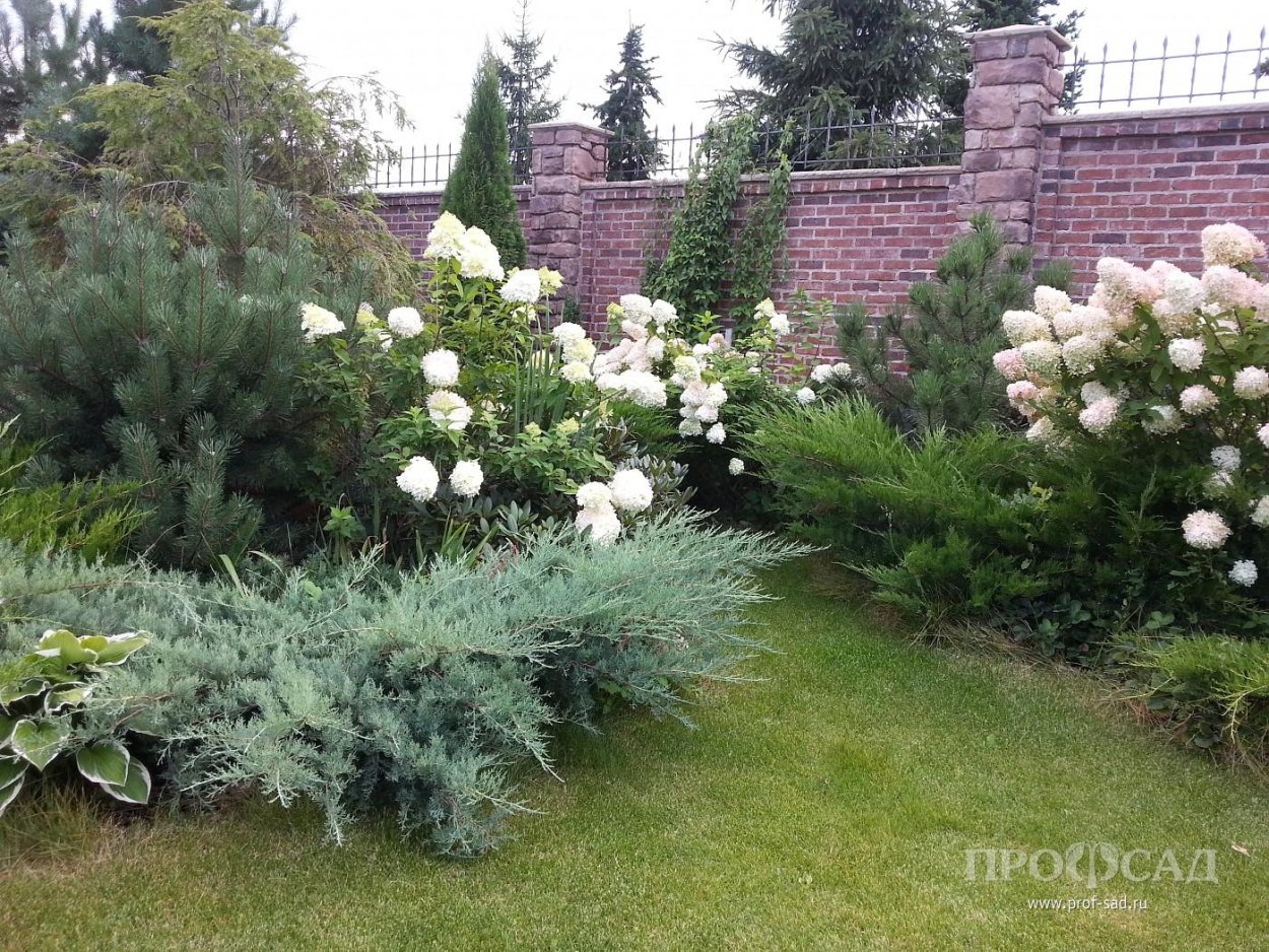 Можжевельник и гортензия метельчатая в ландшафтном