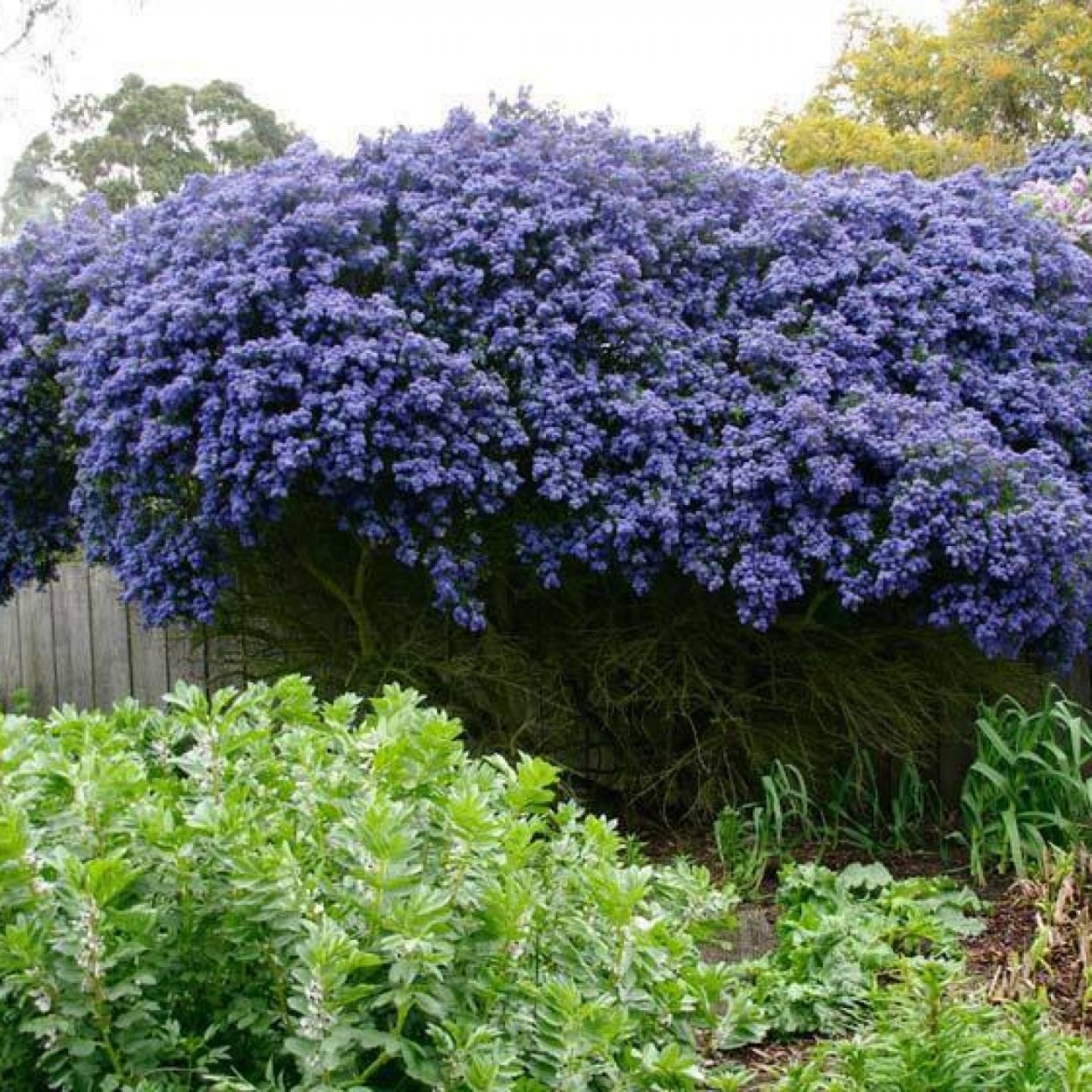 Свинчатка голубая