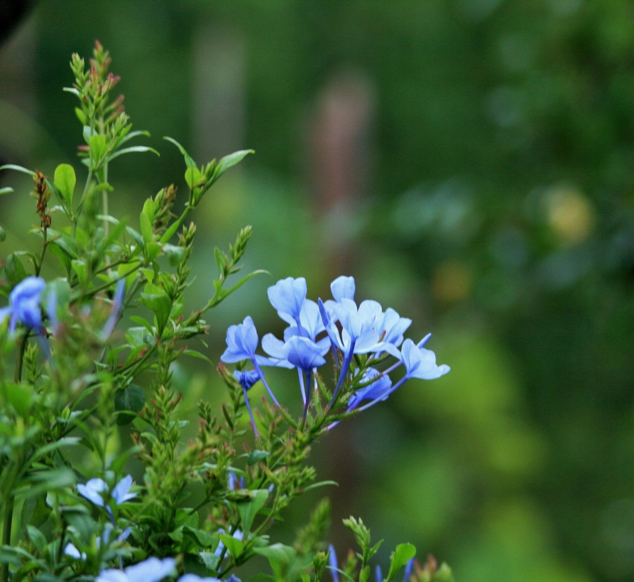Гортензия крашенная