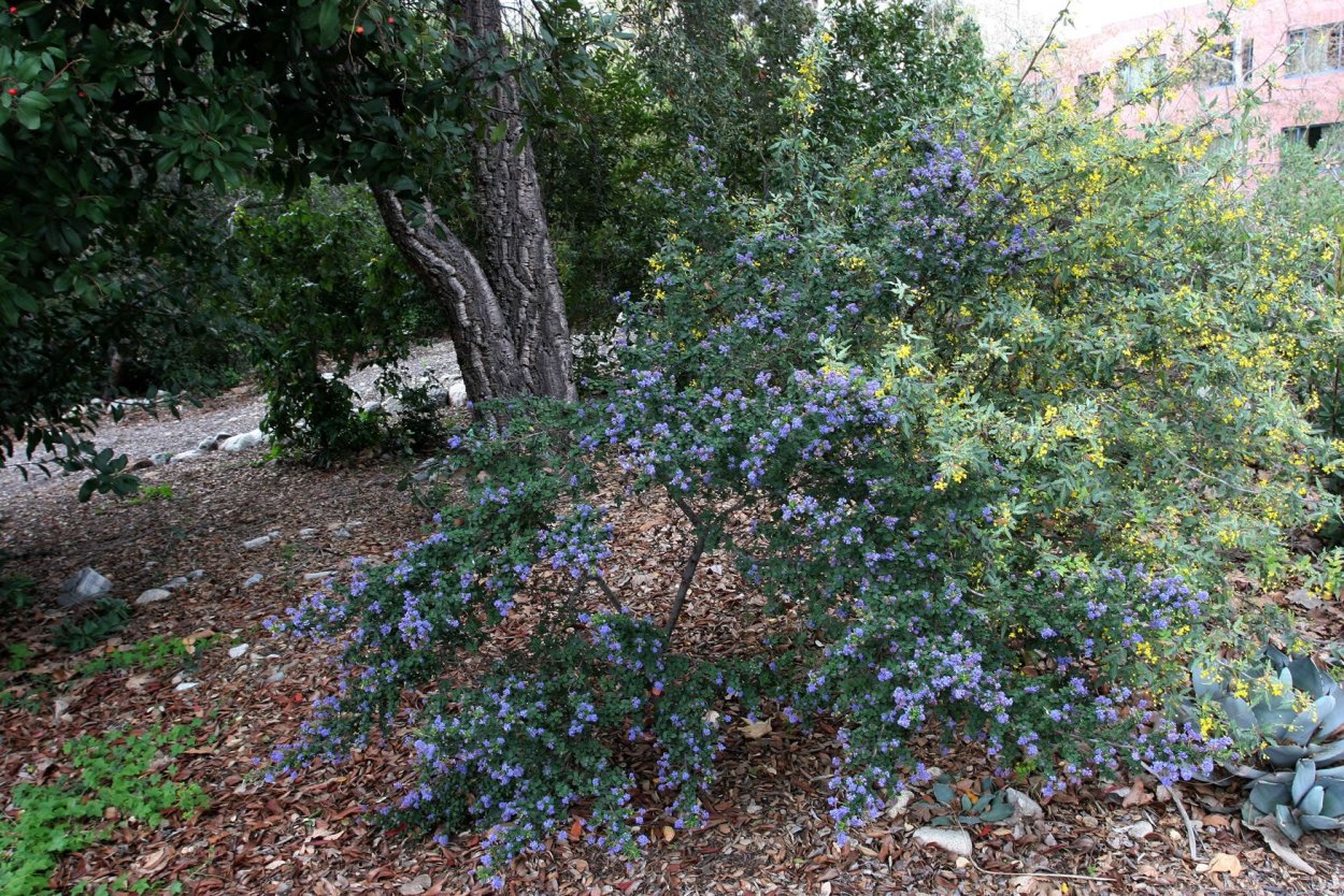 Цеанотус рассада