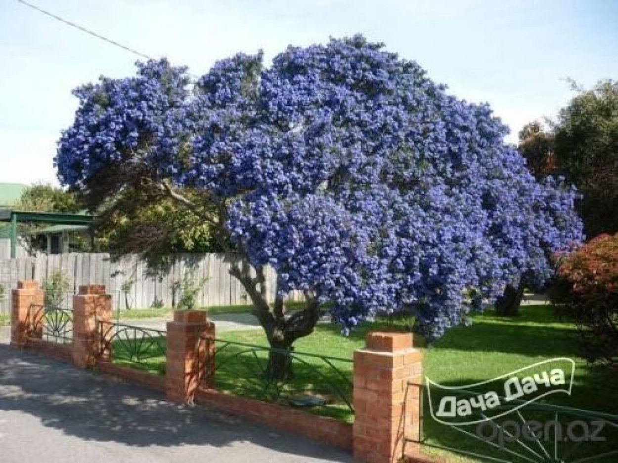 Амброзия цветет голубыми цветочками