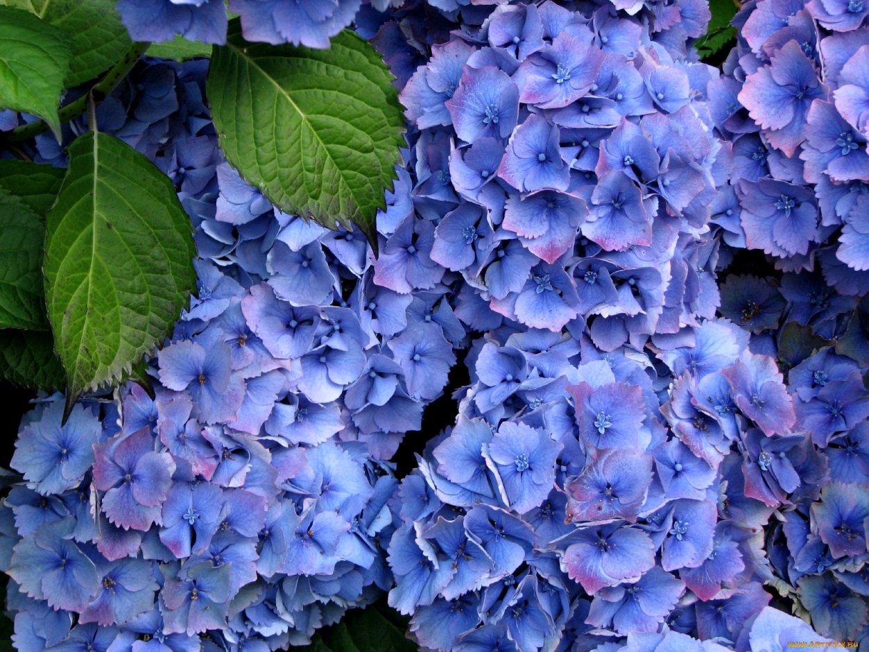 Цеанотус краснокоренник