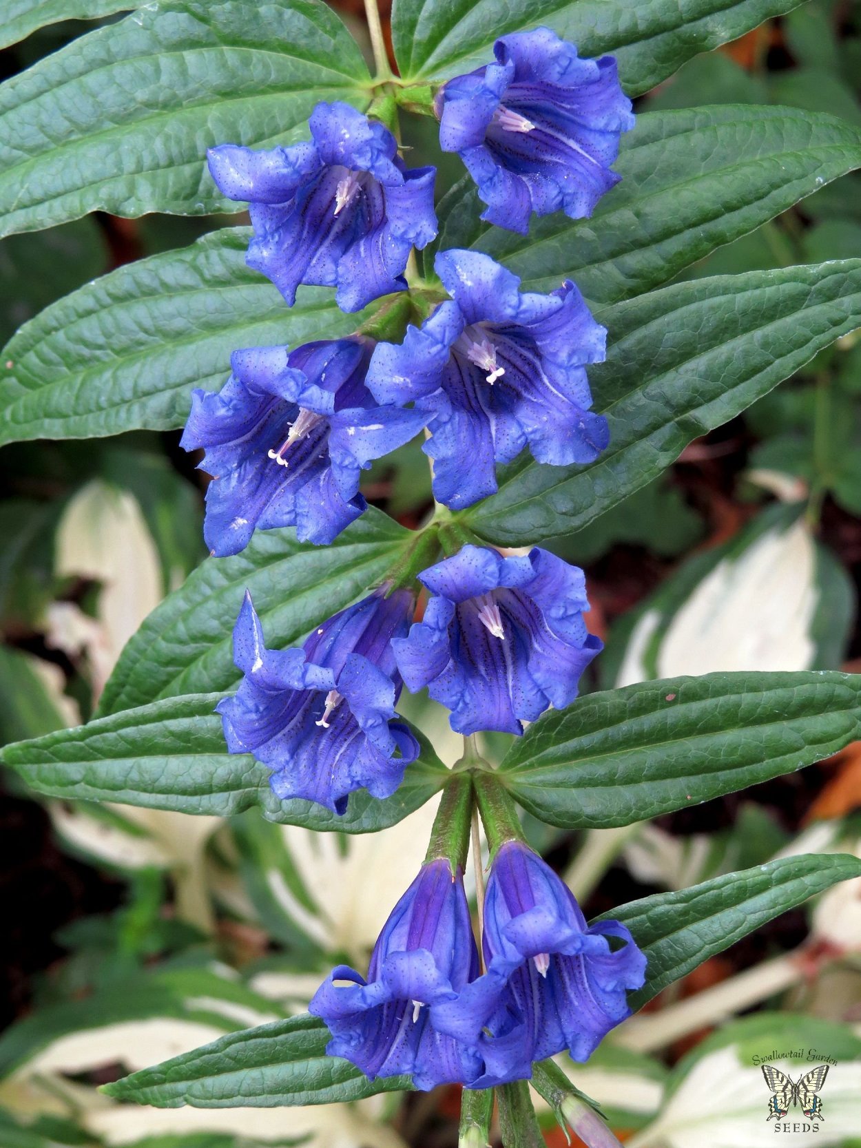 Кустарник с голубыми цветами