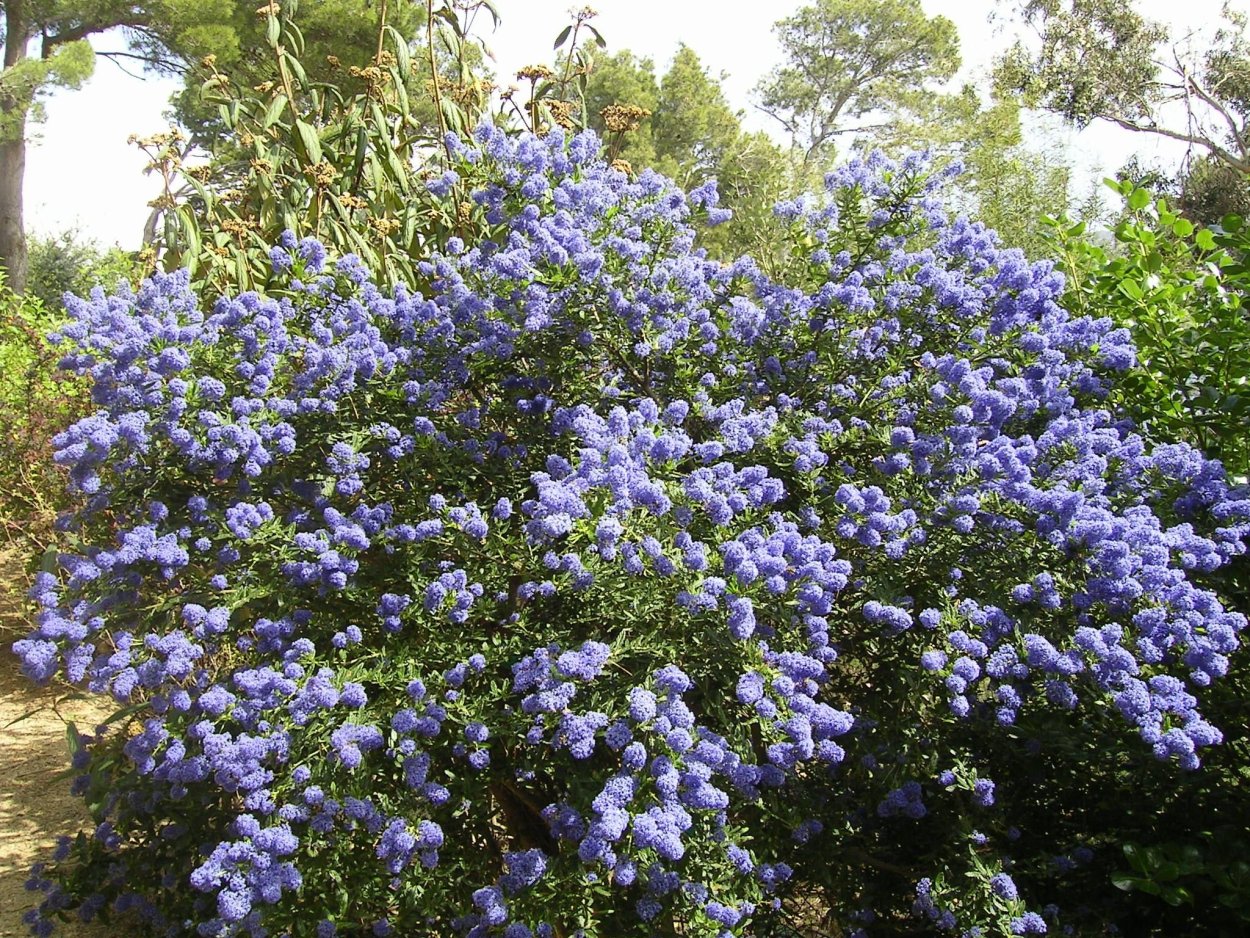 Ceanothus Thyrsifl var repens Цеанотус (краснокоренник) саженец