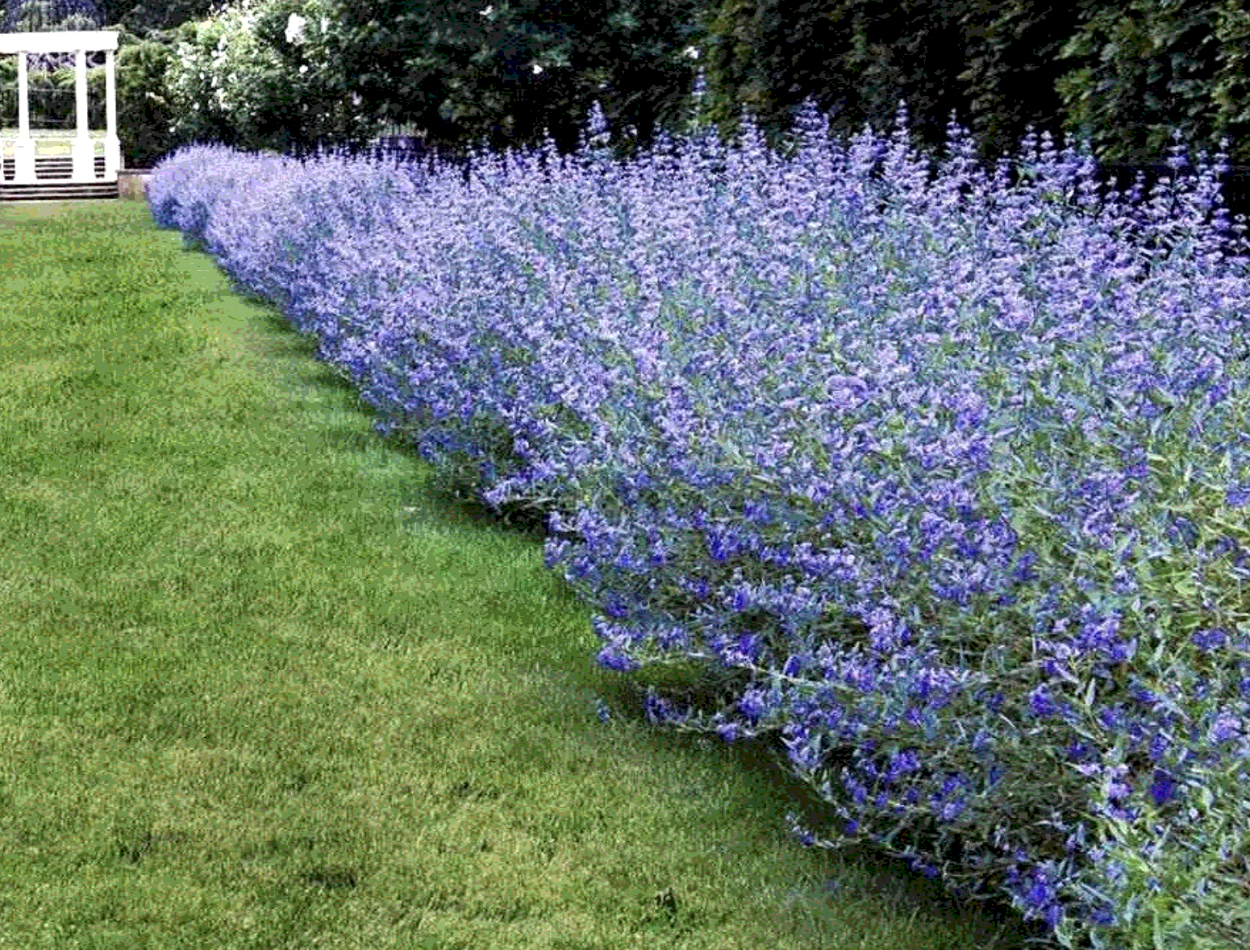 Черная гортензия