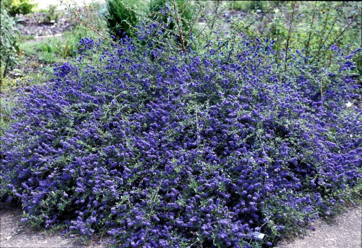 Цеанотус Блю Маунд