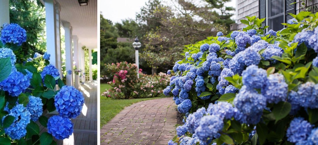 Цианус куст