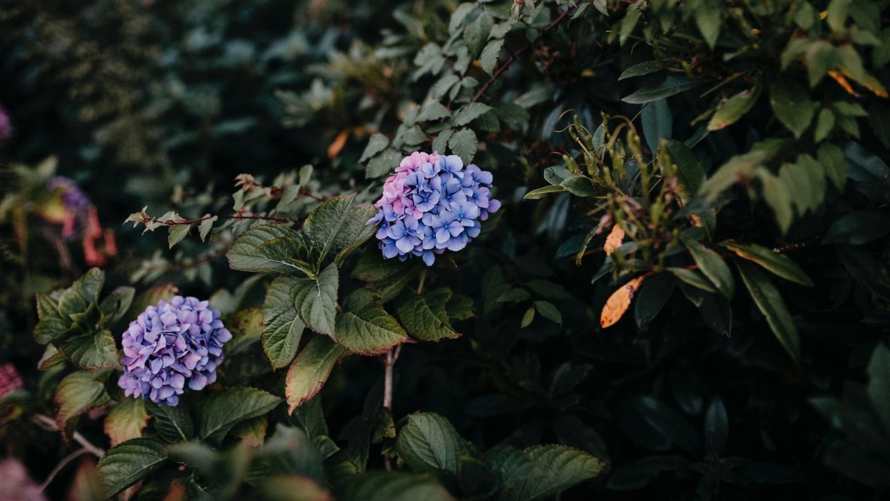 Кариоптерис саммер