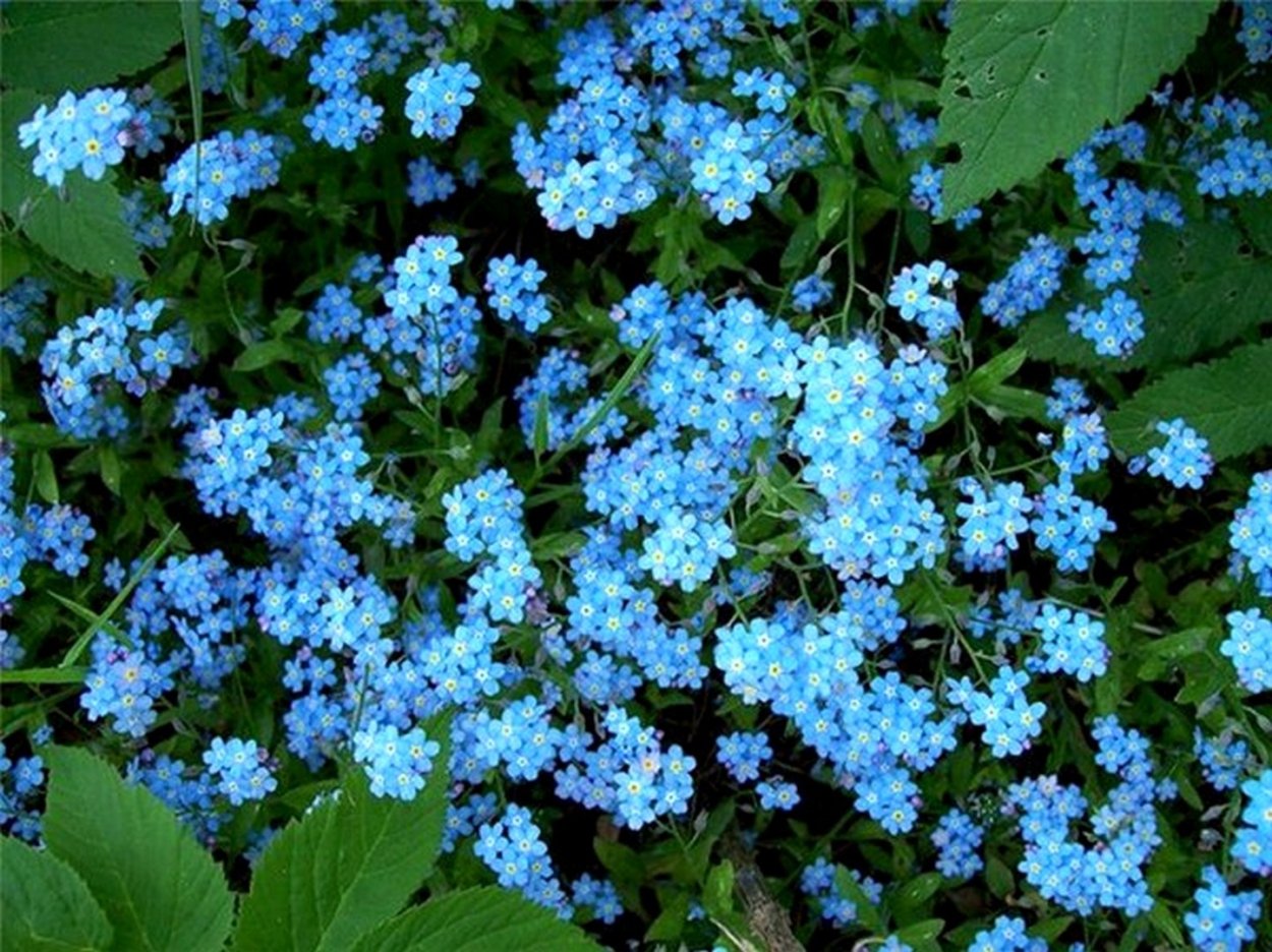 Цеанотус (краснокоренник) Ceanothus