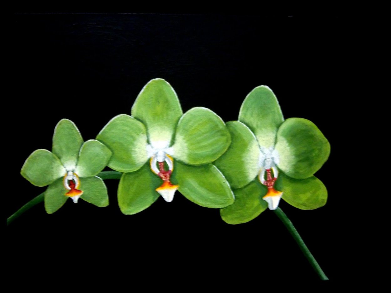 Орхидея Лаймлайт