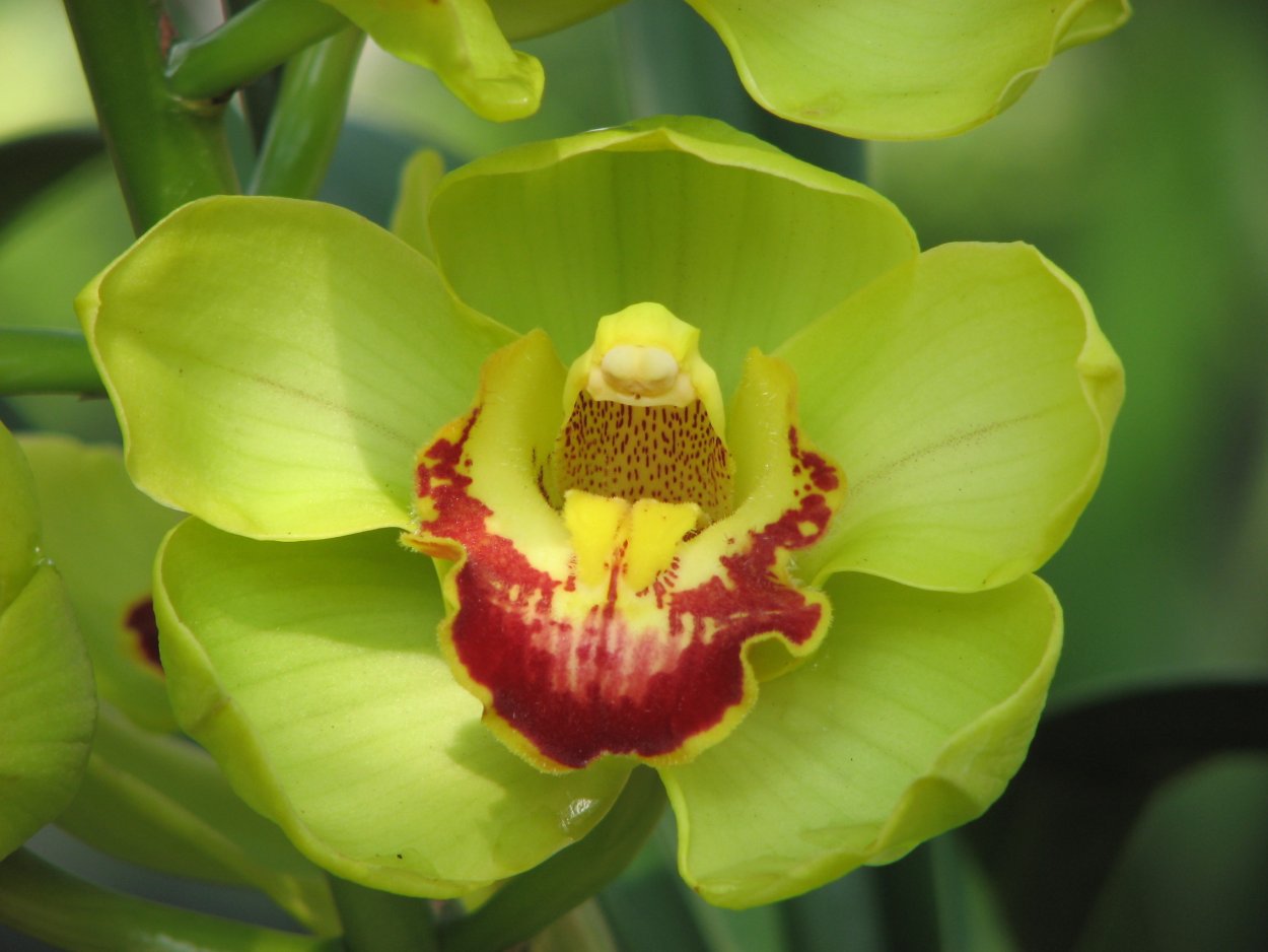 Орхидея Phalaenopsis Golden Jaguar