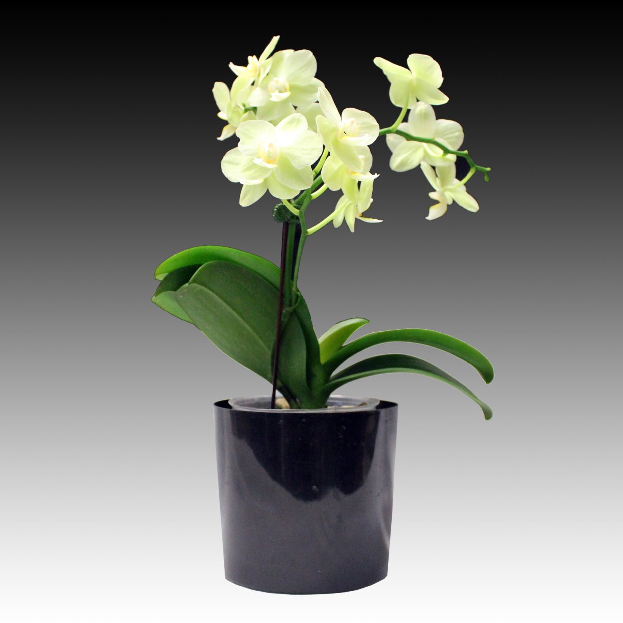 Орхидея Изабель фаленопсис