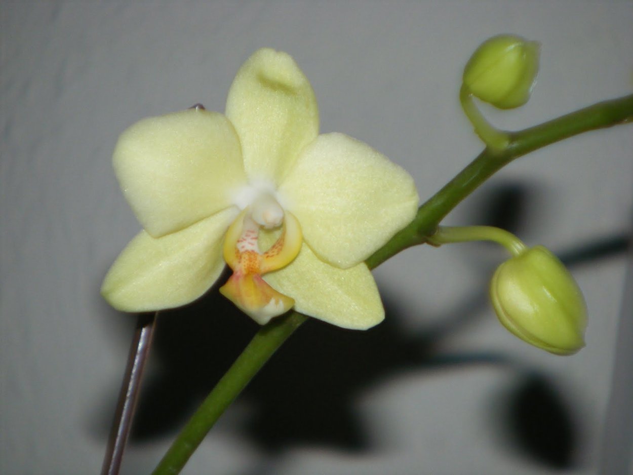 Фаленопсис Грин Эппл