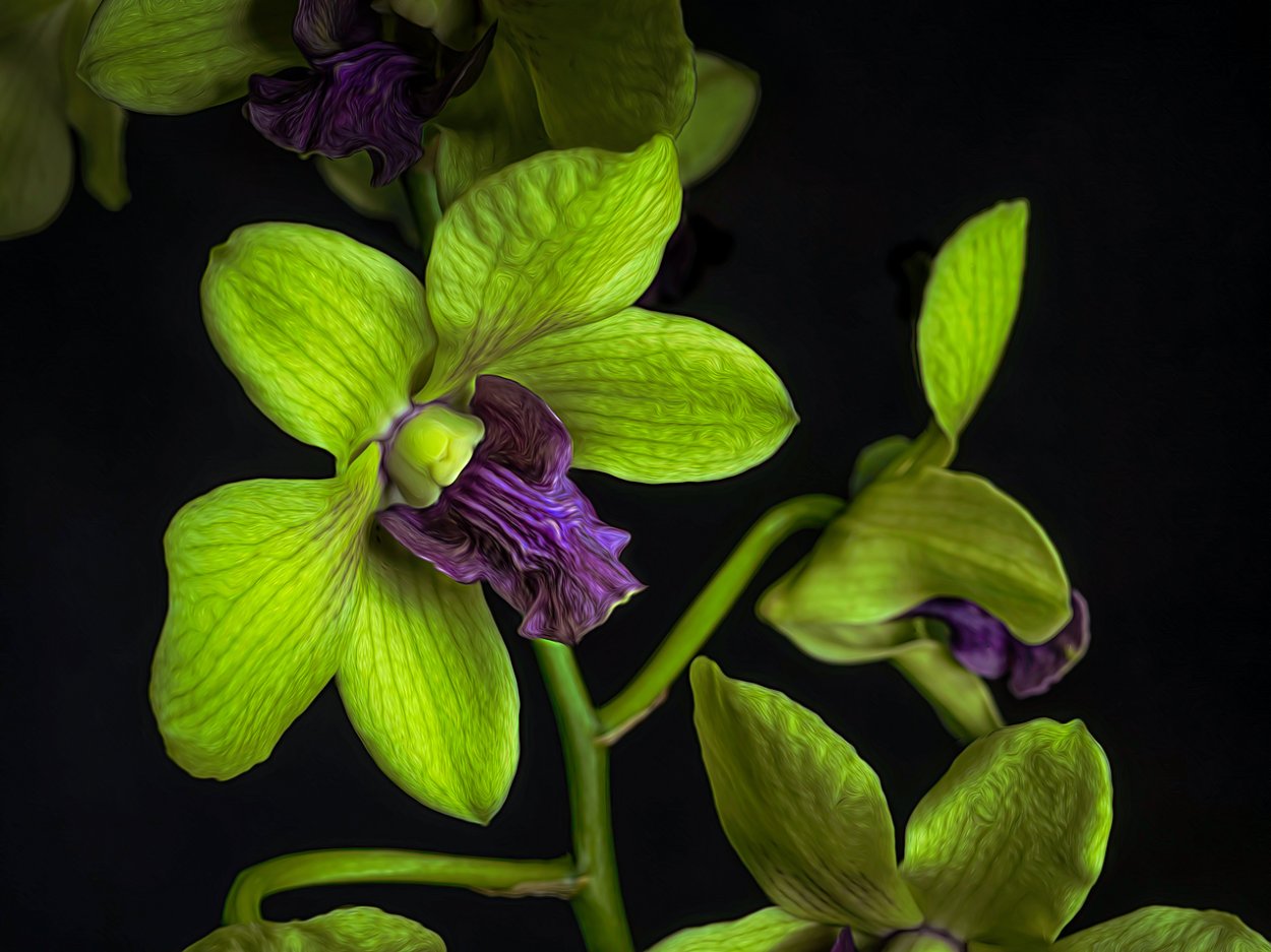 Орхидея Цимбидиум