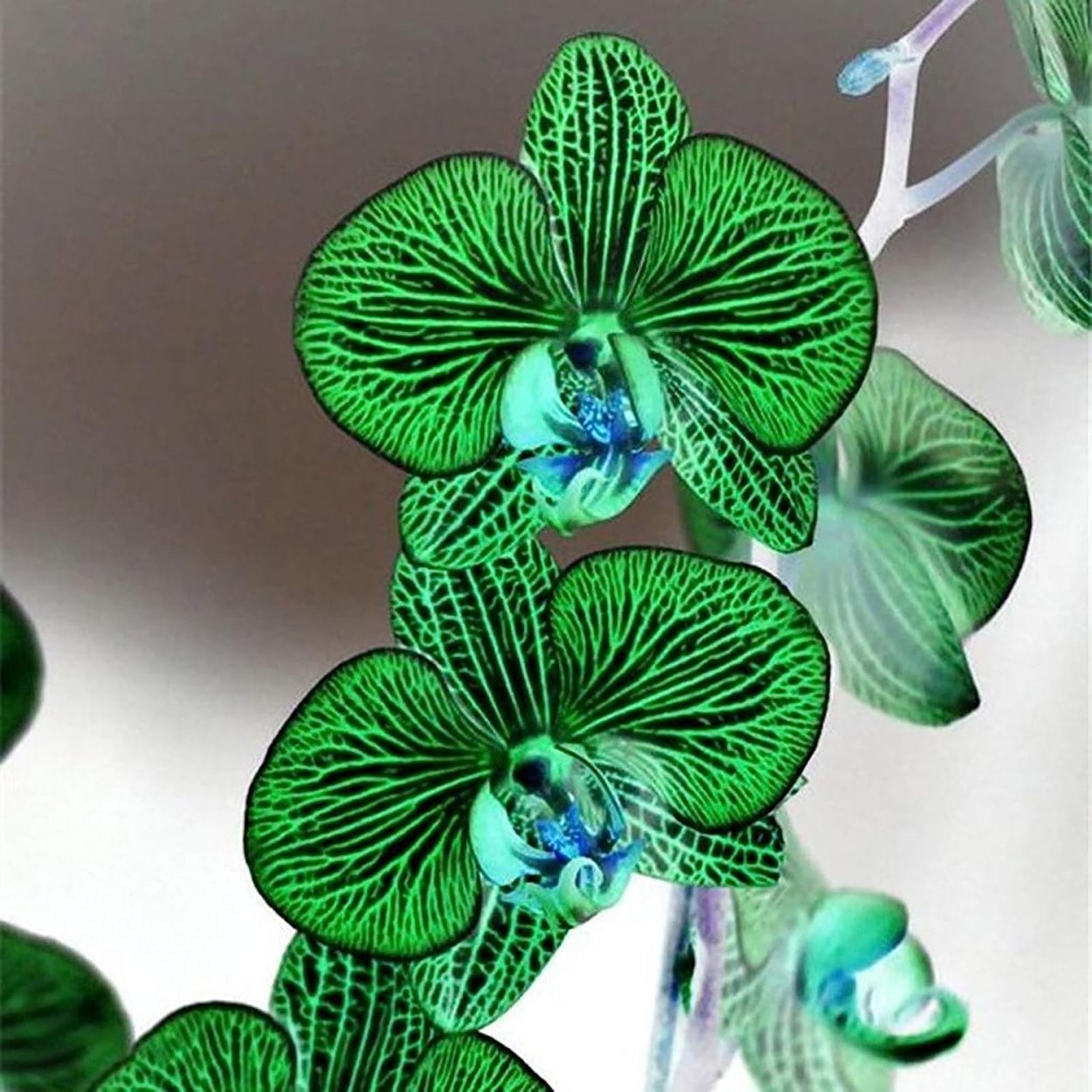 Орхидея фаленопсис Еллоу