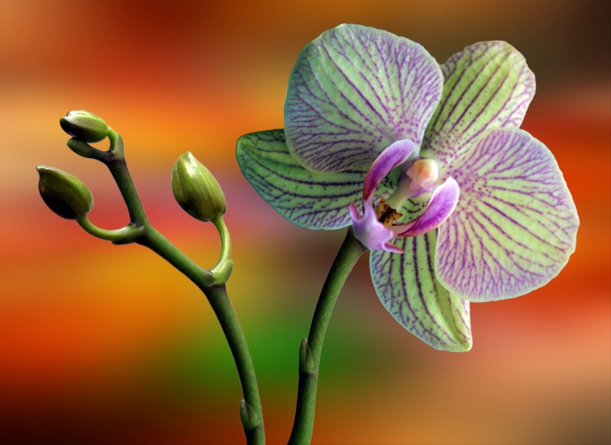 Орхидея фаленопсис зеленая