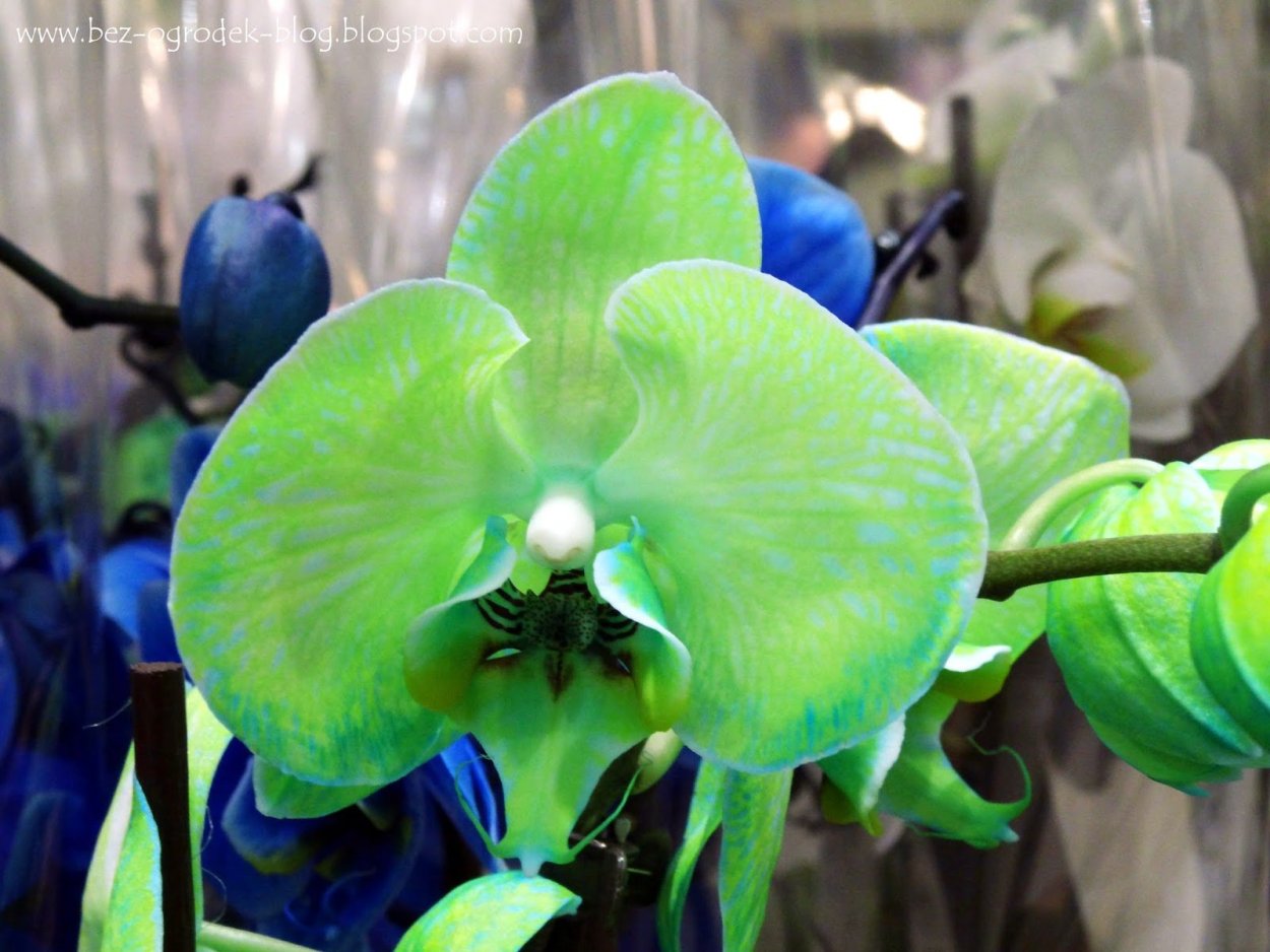 Фаленопсис Эппл блоссом