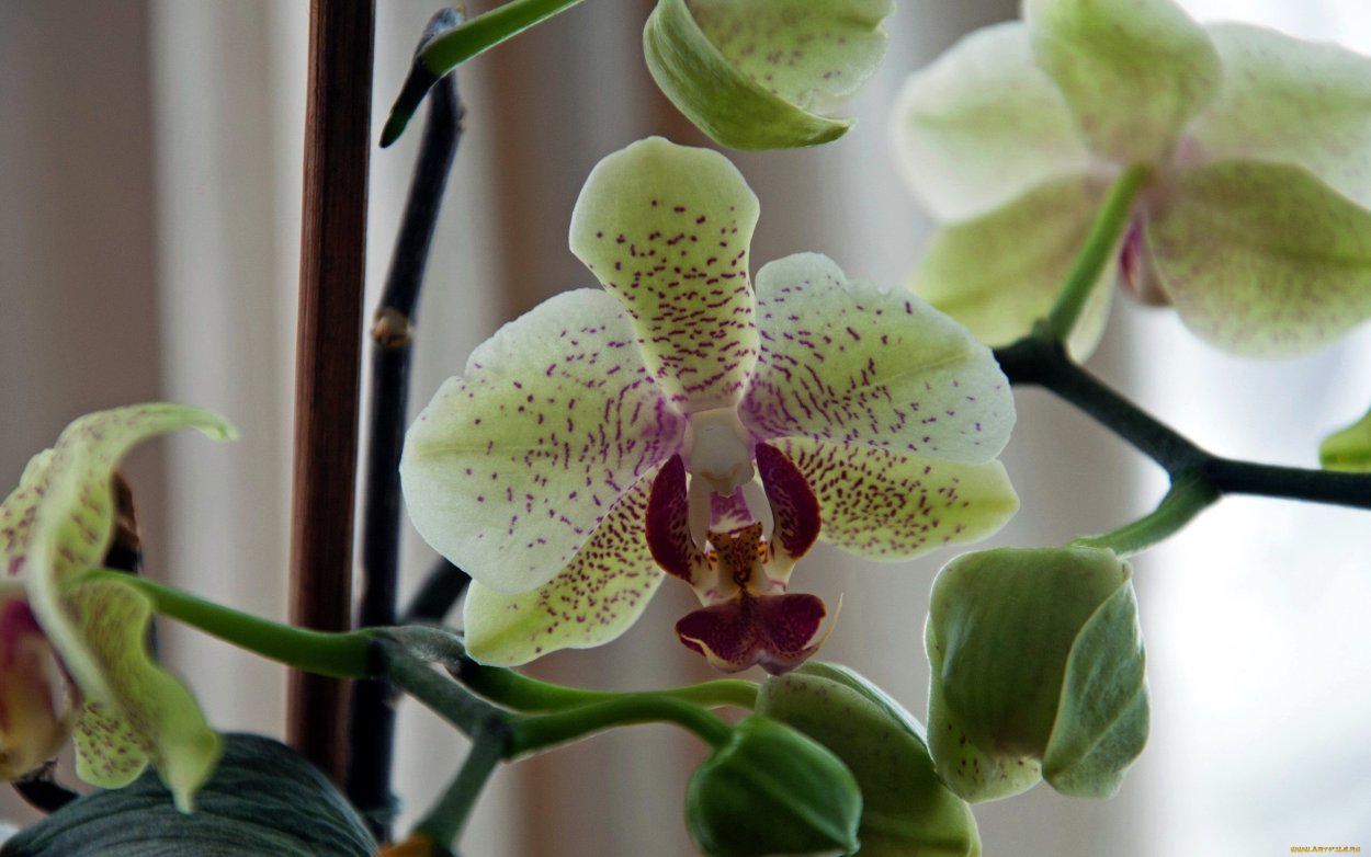 Фаленопсис Грин Эппл