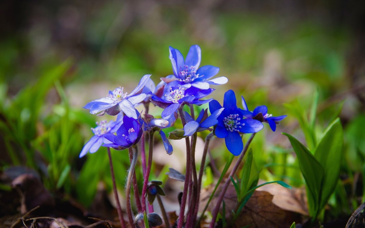 Пролески и подснежники