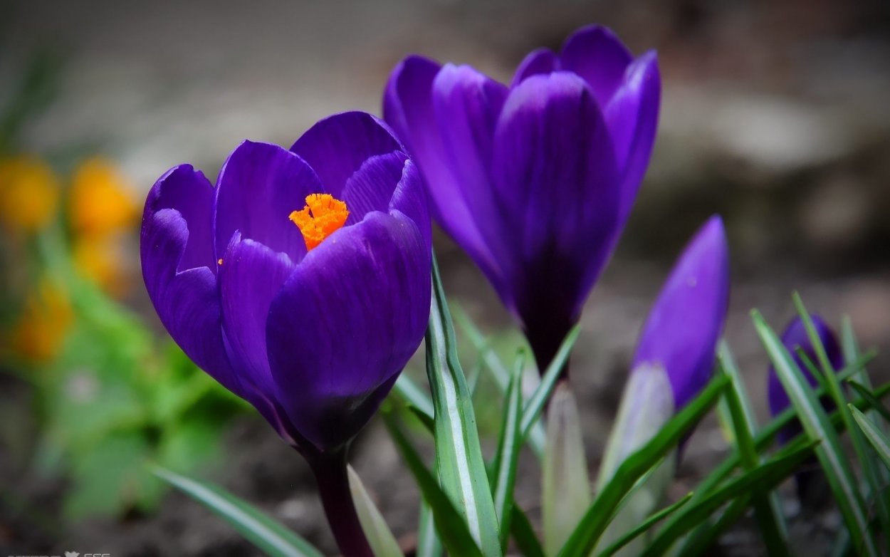 Подснежник Сибирский прострел