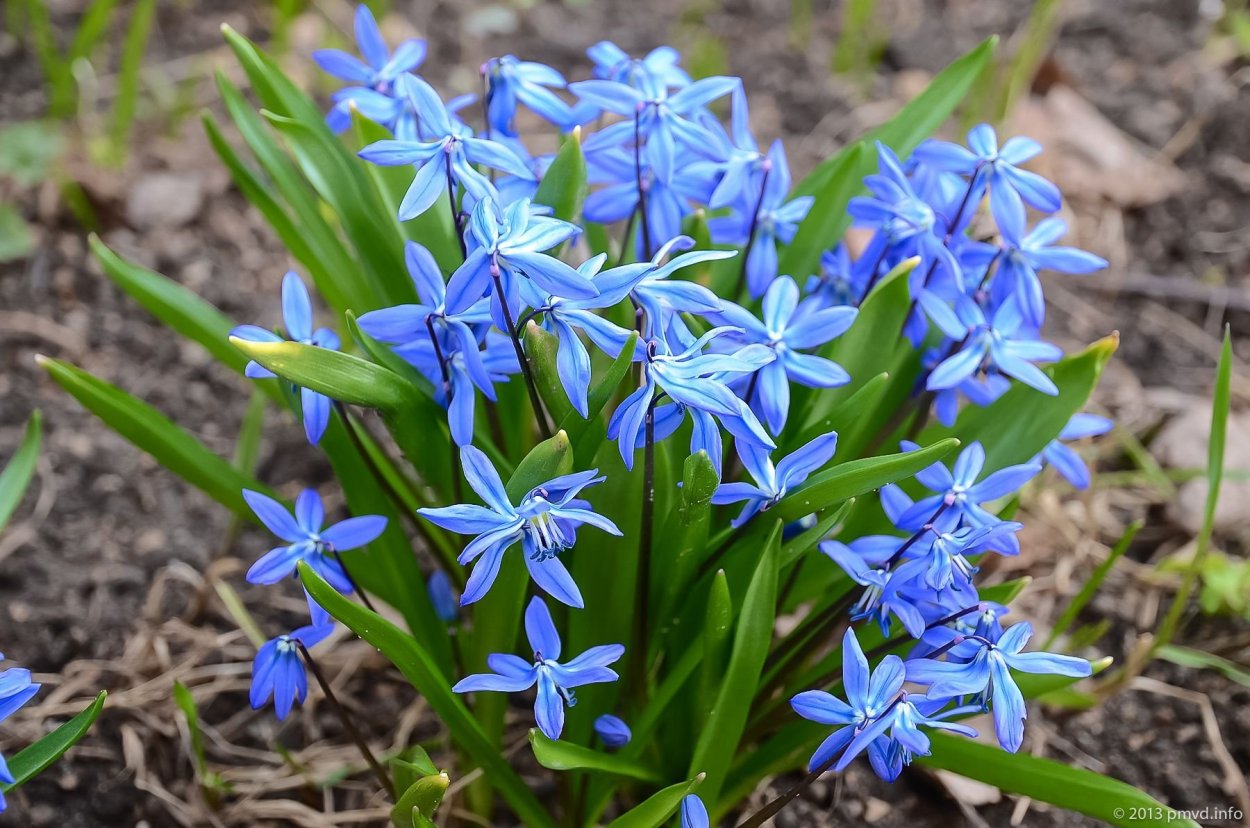 Цветы незабудки