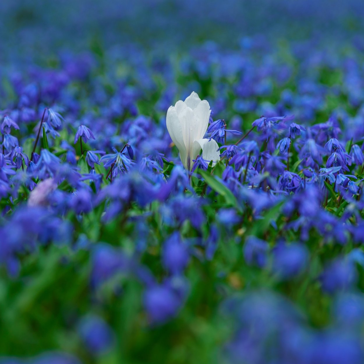 Синие подснежники печеночница