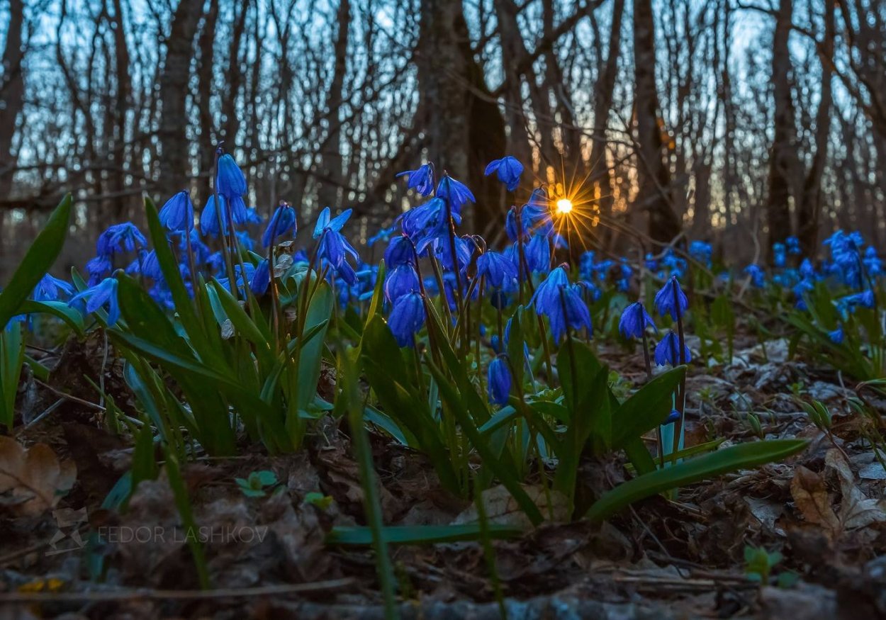 Пролесок прогалина