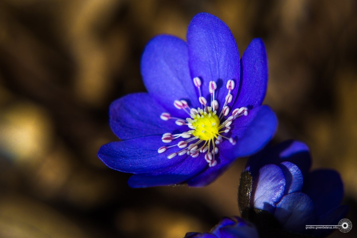 Мускари Джойс спирит