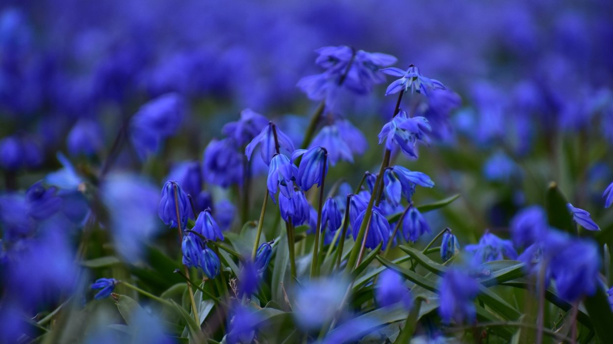 Подснежник Сибирский прострел