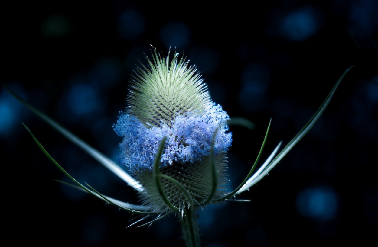 Цветок чертополоха при лунном свете