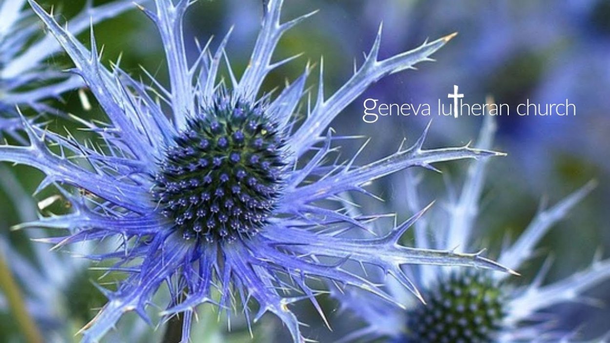 Эрингиум Блю Лагун