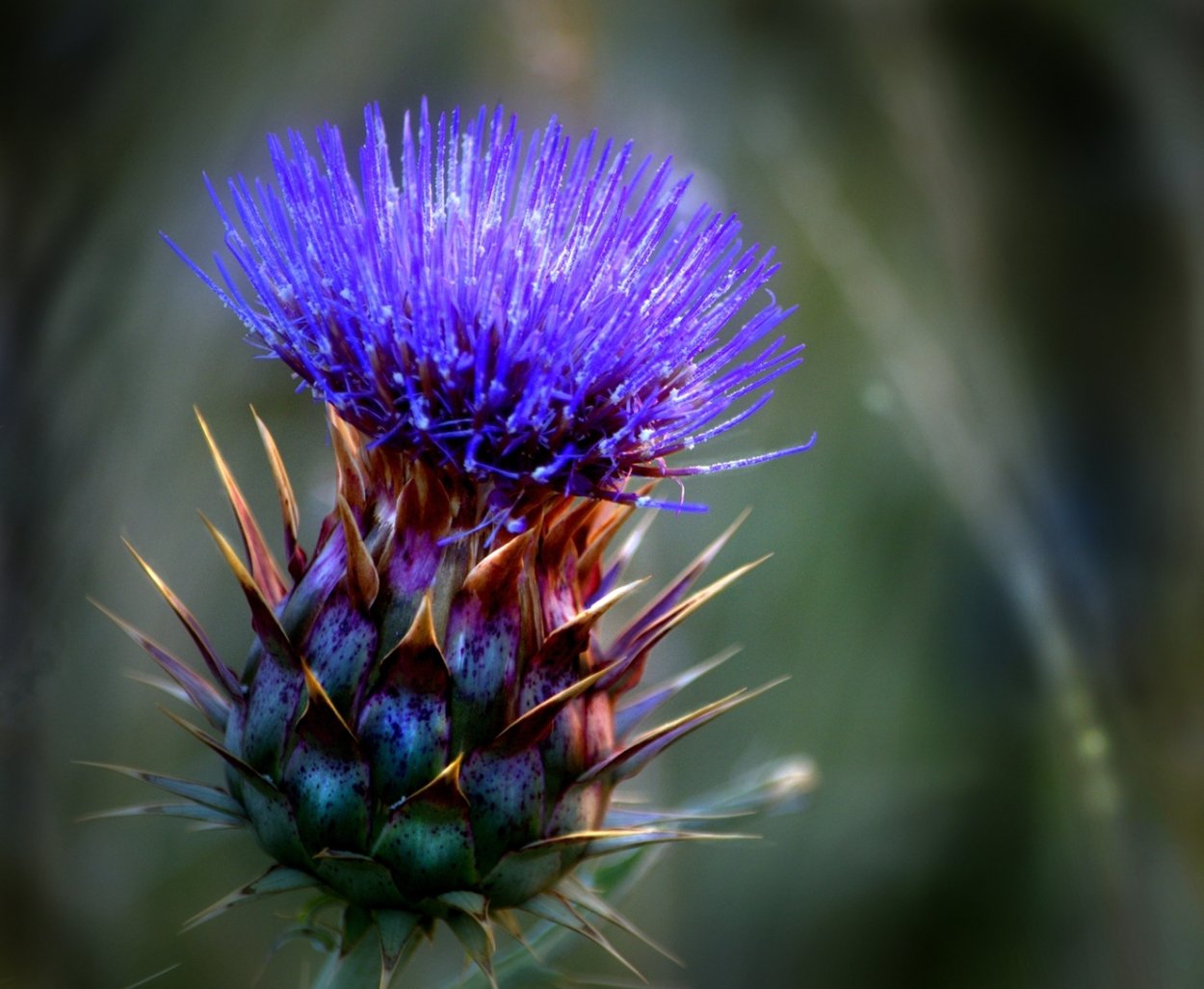 Кардэ растение