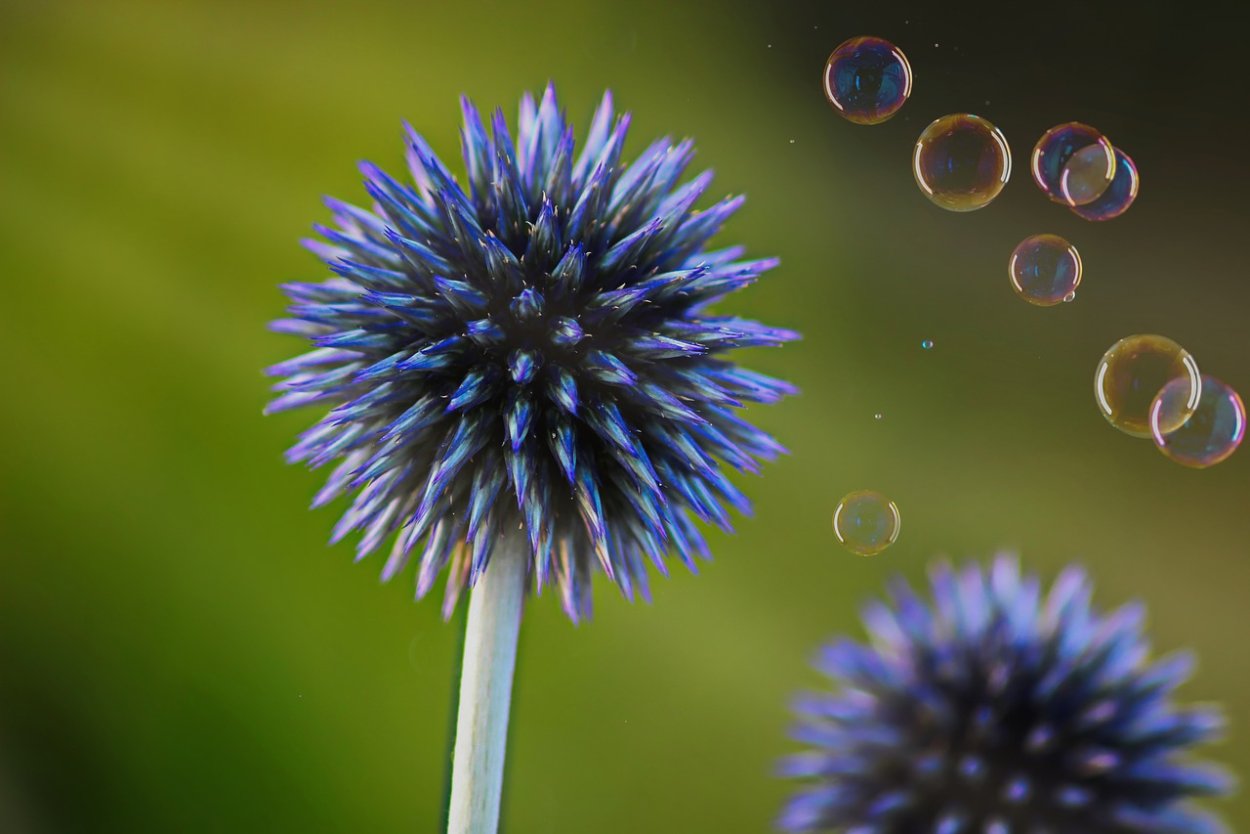 Коли растения