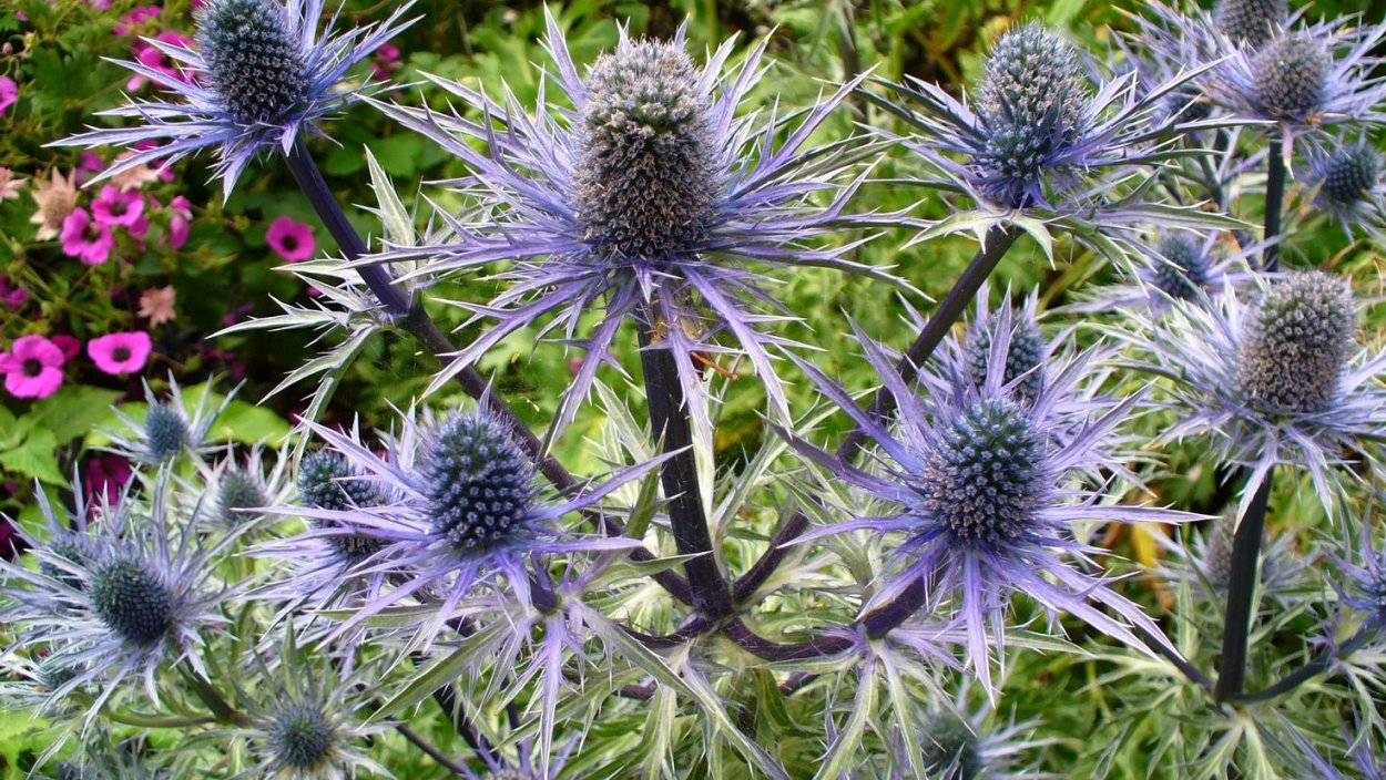 Синеголовник полевой