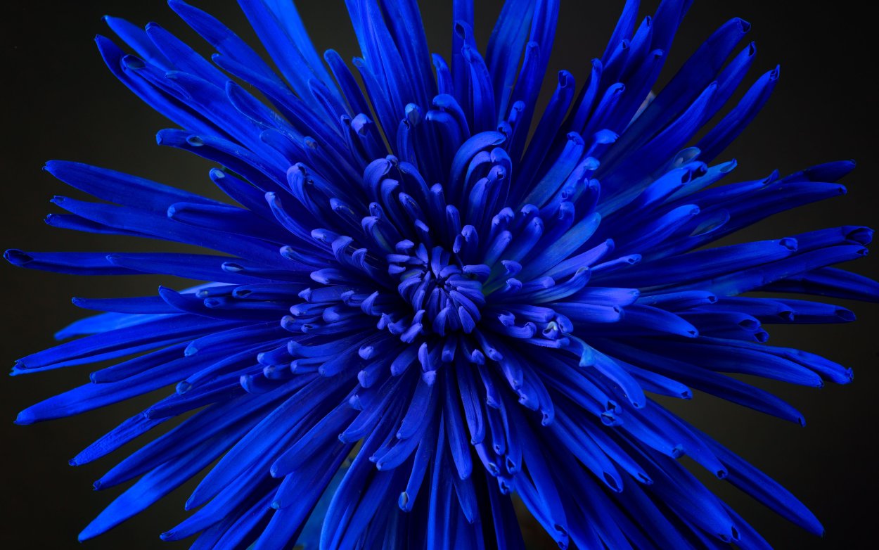 Астра Хризантема синяя