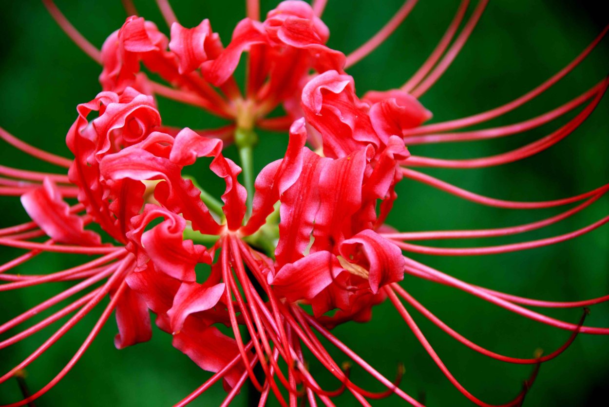 Ликорис Лучистый