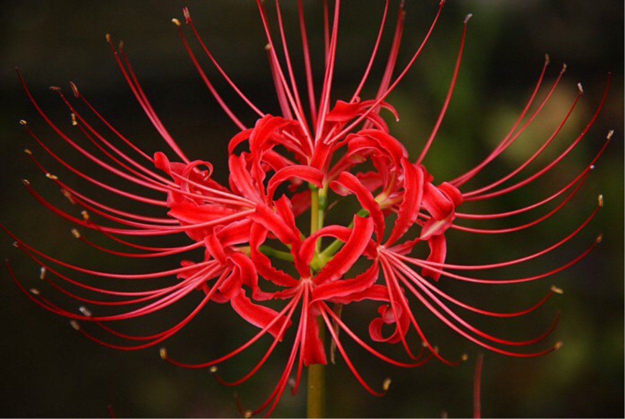 Ликорис Лучистый красный