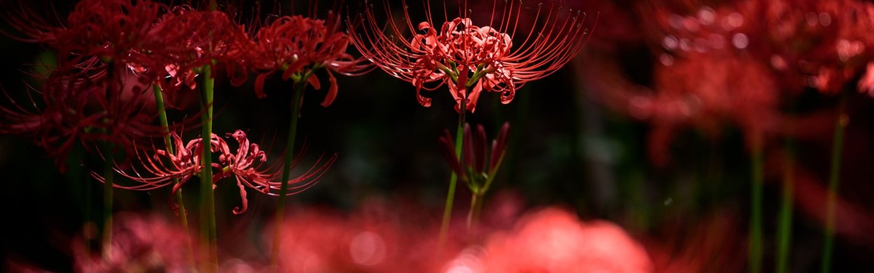 Ликорис цветок аниме