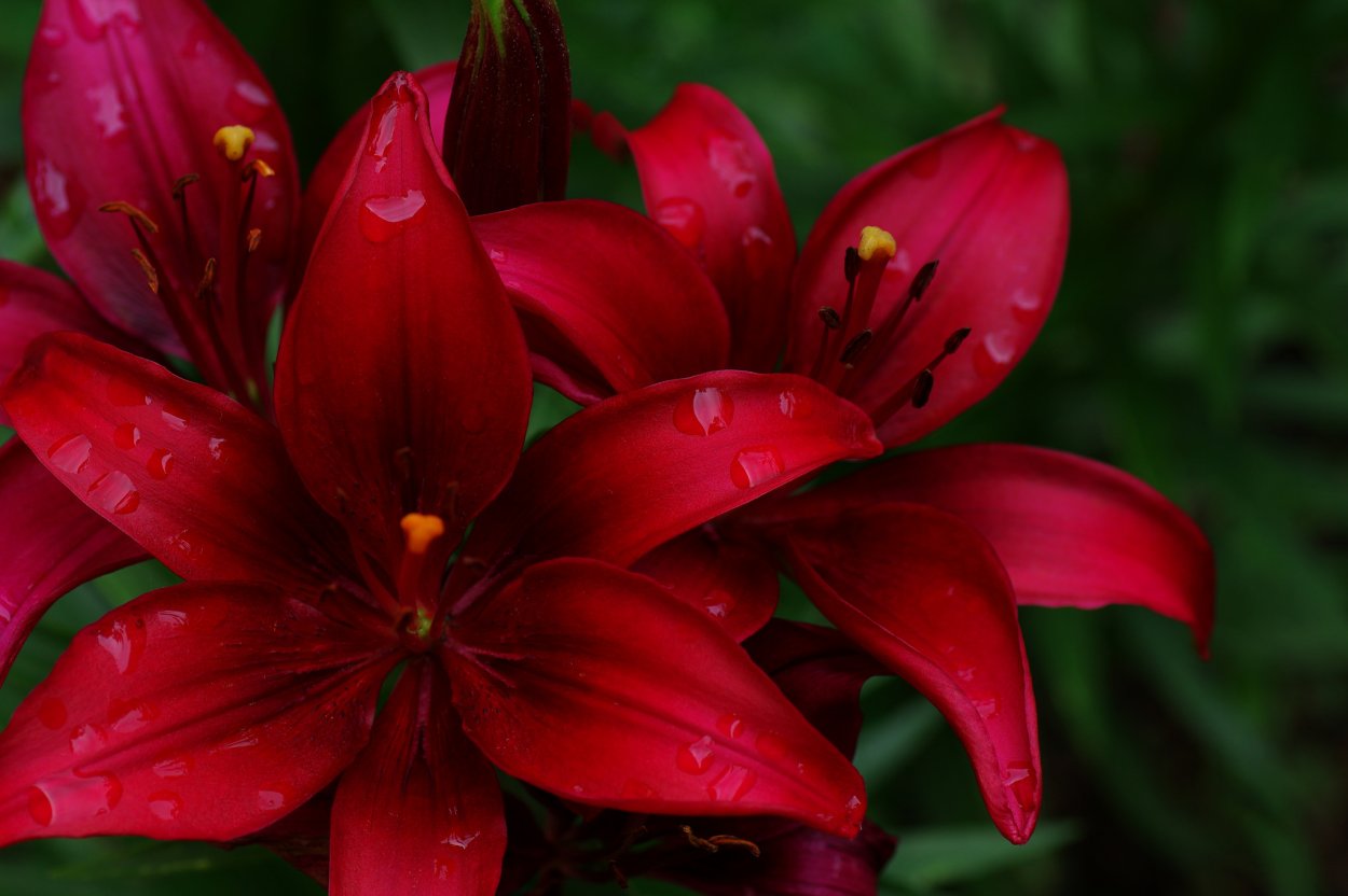 Лилия Лаксми