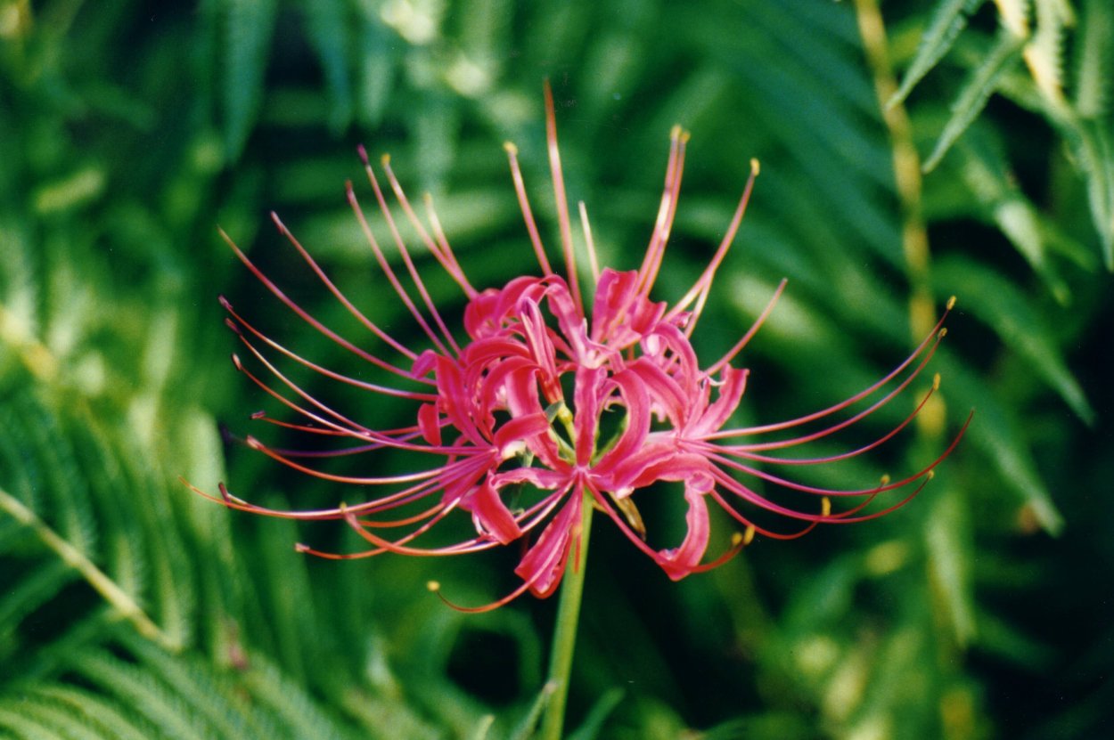 Ранункулюс пионовидный