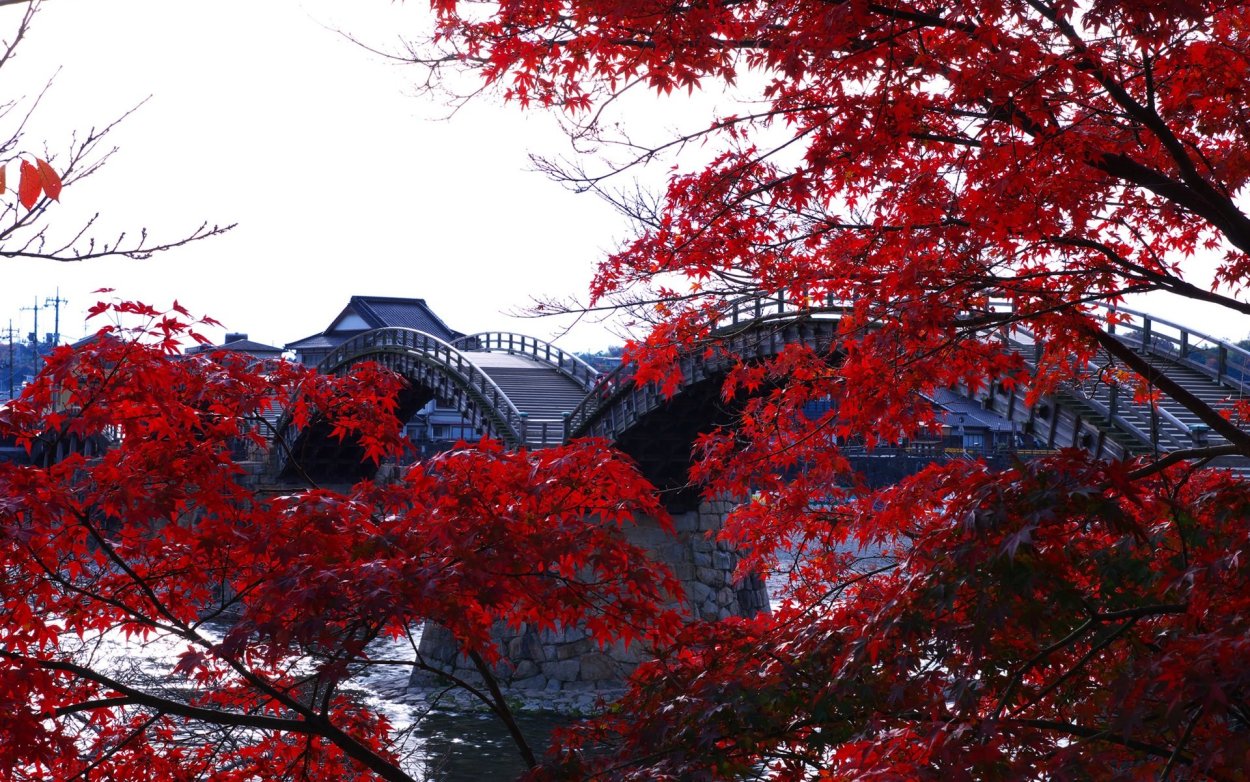 Южная Корея клены