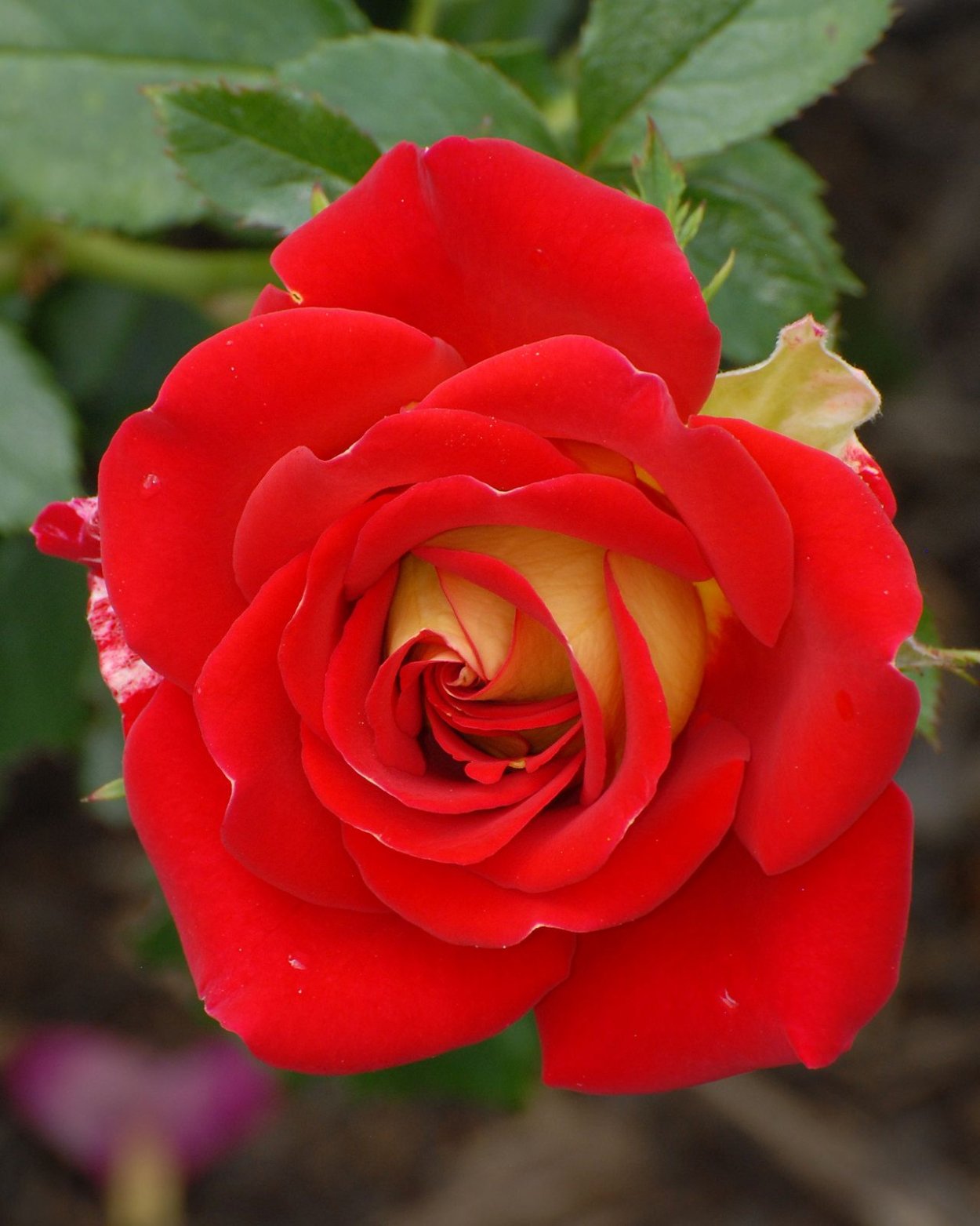 Чайная роза красного цвета