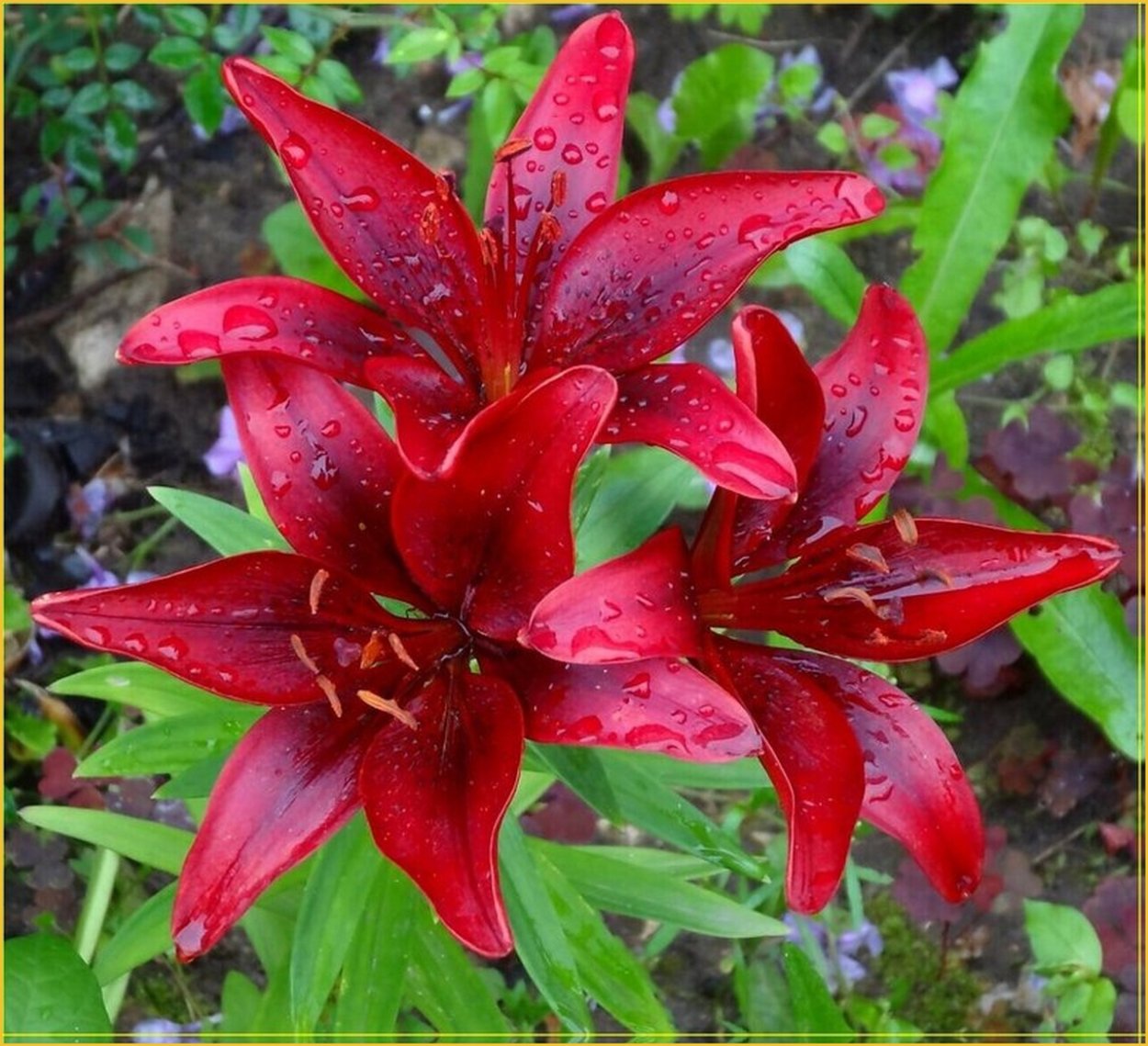 Лилия ред Каунти