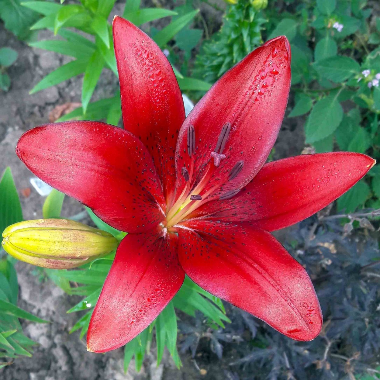 Токийский ликорис